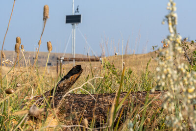 Mast Reforestation Sells and Delivers Market-First Biomass Burial Credits to Royal Bank of Canada, CNaught, and others